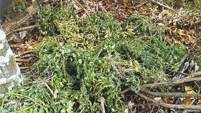 高雄市美浓小番茄田间爆发大量银叶粉虱，不少农友田地拔除植株改种其他作物。（记者林雅惠摄）