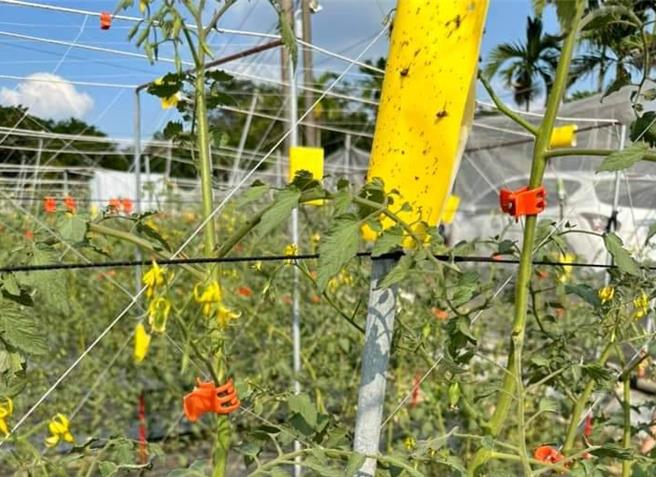 美浓小番茄农友吴昌明形容自己非常勤奋，除3天喷一次药，也用 黏虫版及果园围网，多管齐下有些许成效，但仍有1成受损。（记者林雅惠摄）