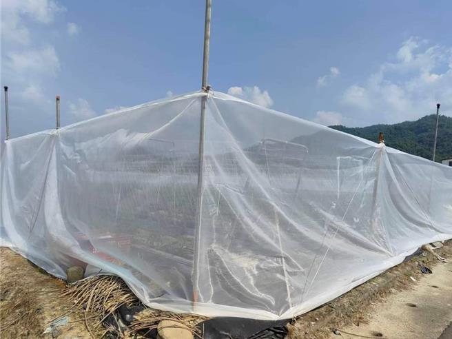 美浓小番茄农友吴昌明形容自己非常勤奋，除3天喷一次药，也用 黏虫版及果园围网，多管齐下有些许成效，但仍有1成受损。（林雅惠摄）