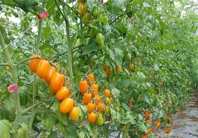 美浓小番茄农友吴昌明形容自己非常勤奋，除3天喷一次药，也用 黏虫版及果园围网，多管齐下有些许成效，还有番茄可採收，但仍有1成受损。（林雅惠摄）