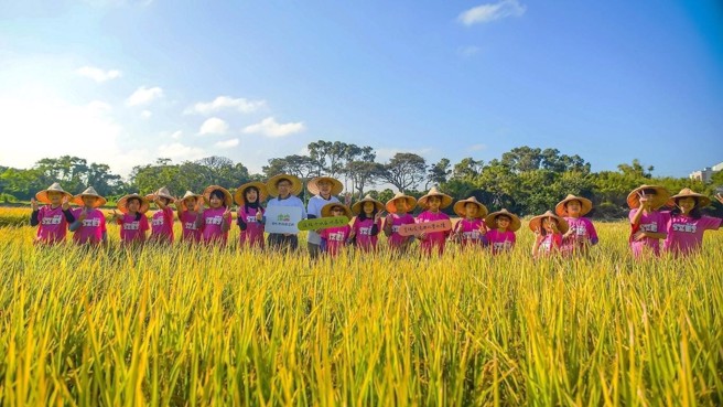 黑松教育基金会董事长张斌堂及执行长卢功伟亲身参与社子国小的割稻课程。(图/黑松 提供)