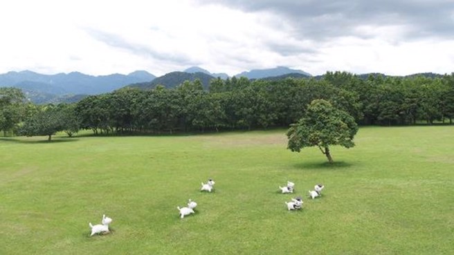 國立暨南國際大學連續七年入選全球50大綠色大學。(照片/國立暨南國際大學提供)