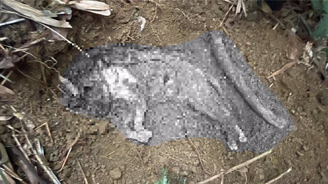 台北市動保處獲報後立即派員至現場挖掘貓屍。(黃敬文翻攝)