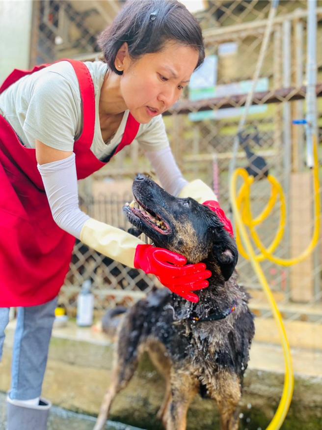 來自香港的志工王福賢為動物之家犬隻洗澡。（新北市動保處提供）