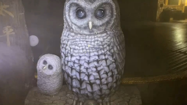 寒流發威，太平山21日晚間11時30分降下今年第一場雪。（太平山國家森林遊樂區提供）