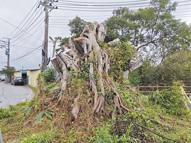桃園市平鎮區山仔頂老榕樹遭砍。（呂筱蟬攝）