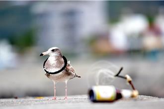 影》被橡皮圈套牢  「環頸」黑尾鷗現蹤台東