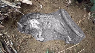 北市毒蟲「1個月虐死6貓」！呂秋遠憂嫌疑人恐再犯案