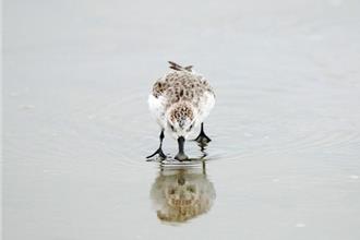 琵嘴鷸現蹤香山溼地 全球僅剩不到500隻 鳥友瘋狂了