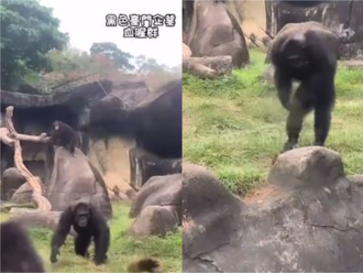 北市動物園白鼻心闖入黑猩猩展區 慘遭族長「暴力排除」