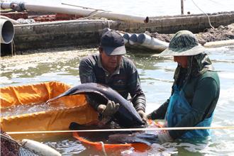 時論廣場》農業部還在騙（曾志超）