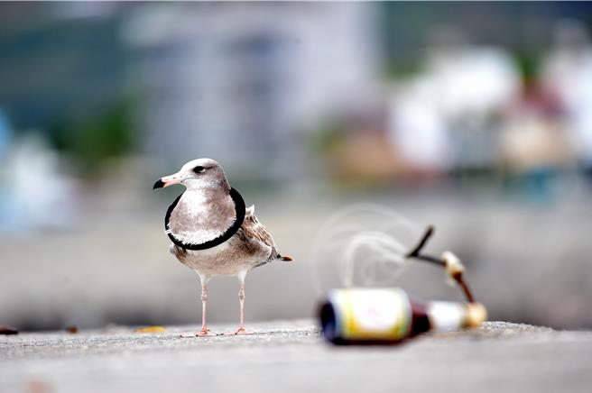 台東富岡漁港近日出現1隻頸部套著黑色橡皮圈的冬候鳥黑尾鷗。（讀者提供／蔡旻妤台東傳真）