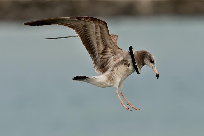 台東富岡漁港近日出現1隻頸部套著黑色橡皮圈的冬候鳥黑尾鷗。（讀者提供／蔡旻妤台東傳真）