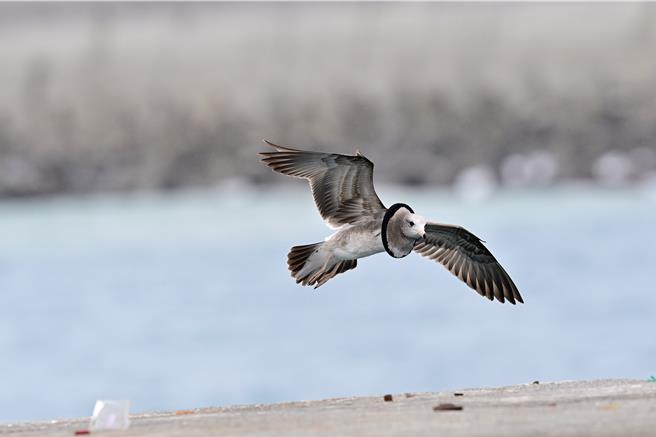 台東富岡漁港近日出現1隻頸部套著黑色橡皮圈的冬候鳥黑尾鷗。（讀者提供／蔡旻妤台東傳真）
