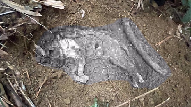 台北市動保處獲報後立即派員至現場挖掘貓屍。(黃敬文翻攝)