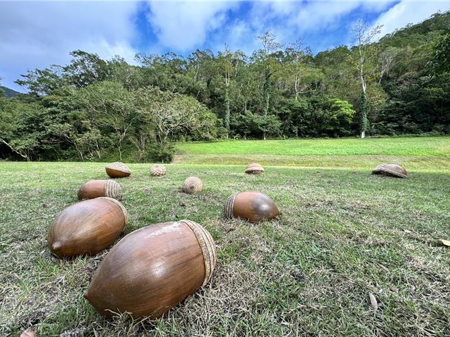 双流国家森林游乐区的阳光草坪上，最近出现了巨大的壳斗科「橡实」，惊艳眾人。（林业署屏东分署提供／谢佳潾屏东传真）