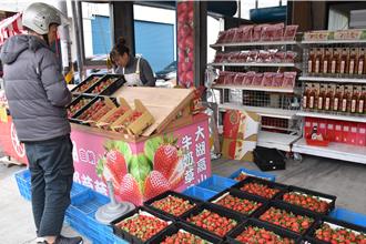 苗栗縣長鍾東錦全力促銷大湖草莓 23日赴展售會親自掛保障
