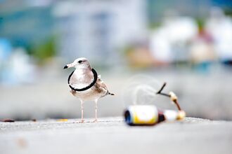 遭套頸黑尾鷗台東現蹤 等待救援
