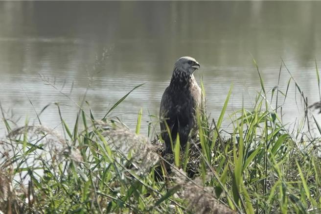 稀有冬候鸟大鵟停栖-鸟友潘鸿隆摄。（黄敬文翻摄）