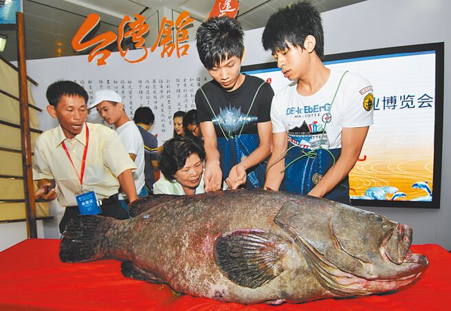 大陸官方21日宣布中止ECFA涉及石化12項稅目產品關稅優惠，22日緊接著宣布恢復進口台灣石斑魚。（新華社）