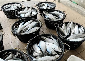 嘉義混養虱目魚遭寒害 逾4500斤活活凍死