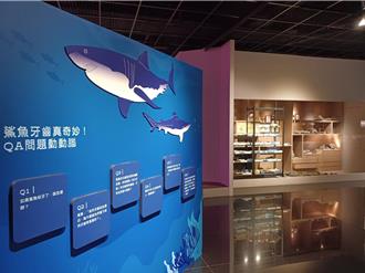 190萬至135萬年前的鯊魚牙齒化石 嘉義市立博物館看得見