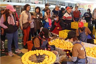 把握柿子產季尾聲！農會與旅行社合作「番轉～柿在必得」遊程