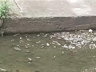 新北五股坑溪遍布魚屍！環保局追查水面曾出現泡沫 釐清原因