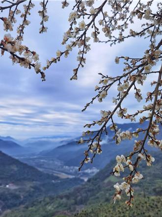 南投3大鄉鎮梅花接力綻放  烏松崙花況7成元旦將滿開