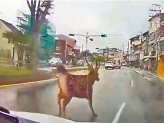 農業部： 水鹿往低海拔擴散 生物多樣性回歸