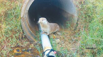 金門 金沙溪人工湖工程 威脅歐亞水獺