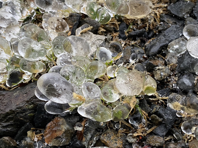 地上的草也冰冻住。(气象署提供)