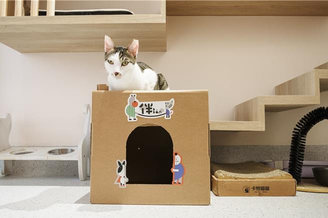 毛小孩对纸箱爱不释手。（高雄市动保处提供／林瑞益高雄传真）