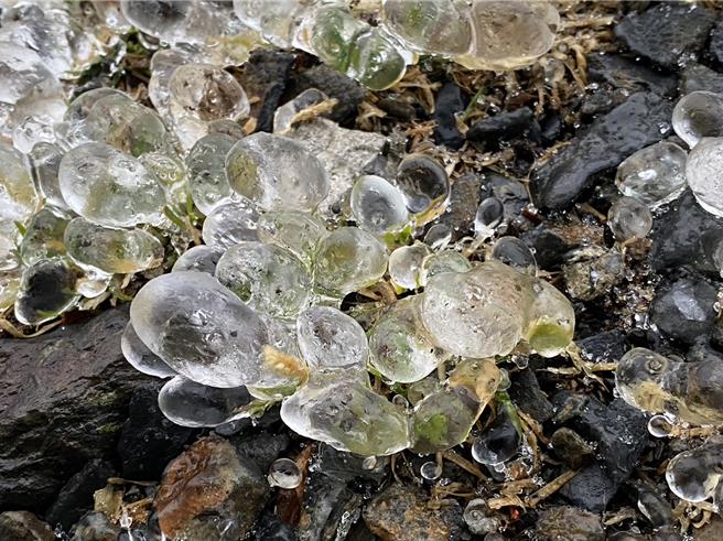 玉山一夜凍雨，冰凍的山頭，比下雪的山路更加難走危險，圖／中央氣象署提供。