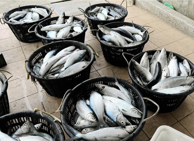 24日传出布袋一带文蛤池混养虱目鱼因寒害有冻死伤情形，2天约冻伤毙超过4500台斤。（读者提供∕吕妍庭摄）