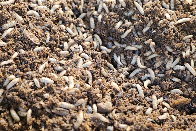 「地表最強清道夫」黑水虻每天可分解梅山鄉當地200公斤廚餘。（呂妍庭攝）