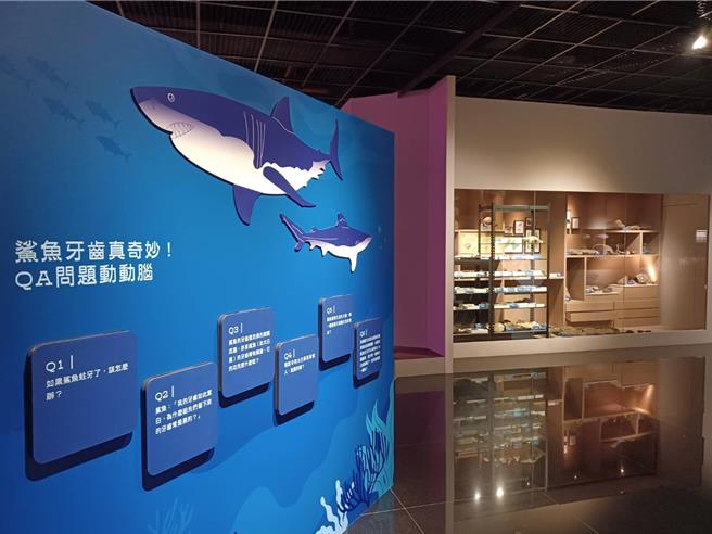 嘉義市立博物館轉型後，首次進行二樓常設展區「自然生態區」展示更新，並以「眾鯊雲集」為主題。（嘉義市政府提供∕呂妍庭嘉義傳真）