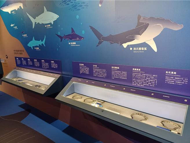 嘉義市立博物館展出的鯊魚牙齒化石至少源自16種鯊魚，包括較為大眾所熟知的大白鯊、公牛鯊。（嘉義市政府提供∕呂妍庭嘉義傳真）