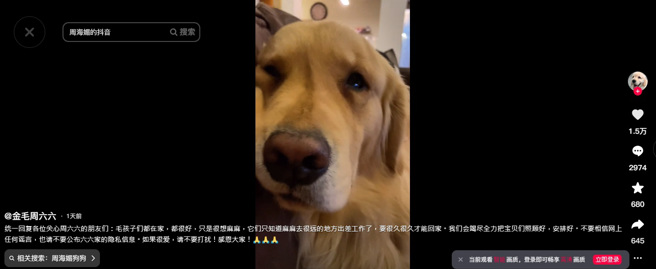 周六六看起來精神不佳。（圖／翻攝金毛周六六抖音）