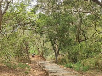 年年破千人！龍井超夯元旦健走 邀民眾賞美景、抽好禮