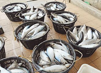 首波寒害 嘉縣4500斤虱目魚凍死