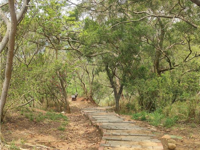 為迎接2024年，台中市龍井區公所將於明年1月1日舉辦元旦健走活動，號召民眾在新年第1天前往竹坑南寮登山步道登山健行，欣賞沿途山巒美景。（潘虹恩攝）