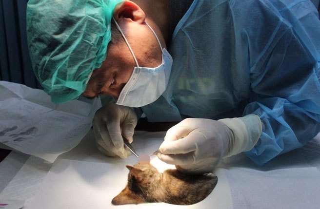 兽医师李建沛进行检诊。（新北市动保处提供）