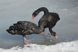 幼崽被凍冰面上 獲救後黑天鵝夫妻1舉動 網讚有靈性