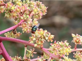 芒果早花遇寒流不用怕 一招「迎金神」提高授粉著果率