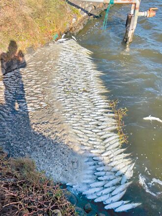 雲林 虱目魚凍斃逾萬斤 漁民：下一波更慘