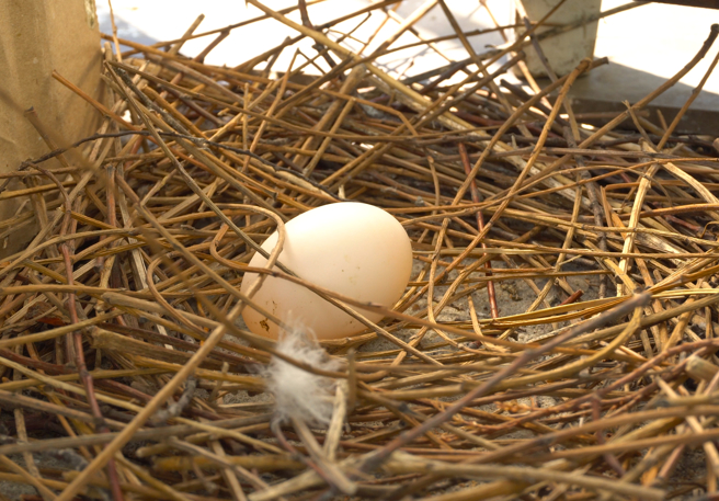 英国切斯特动物园孵出濒危的「米契尔虹彩吸蜜鹦鹉」，全球目前野生种只剩7只，保育员近日开心的在脸书分享此事。(示意图/达志影像)