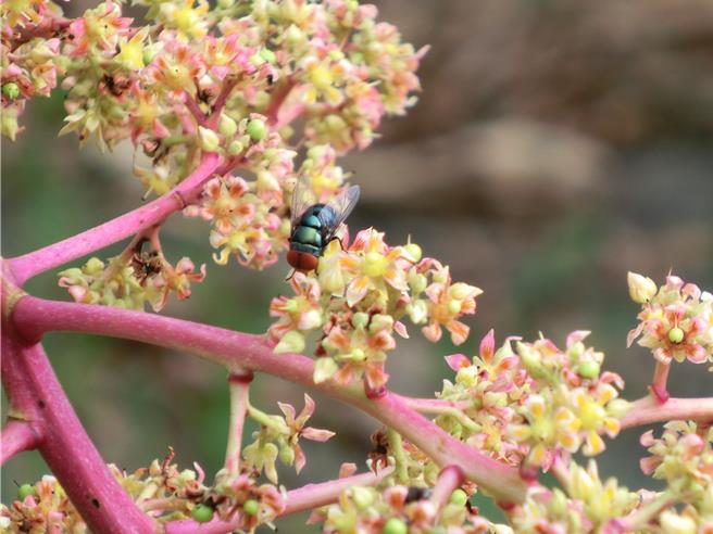 高雄農改場呼籲農友要充分利用授粉昆蟲「麗蠅」（台語俗稱金神），以迎金神掌握病蟲害防範時機，藉此穩定著果，確保產量與品質。（高雄農改場提供／謝佳潾屏東傳真）