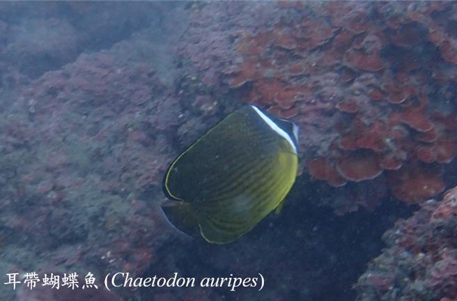 漂亮的耳带蝴蝶鱼。（新北市动保处提供）