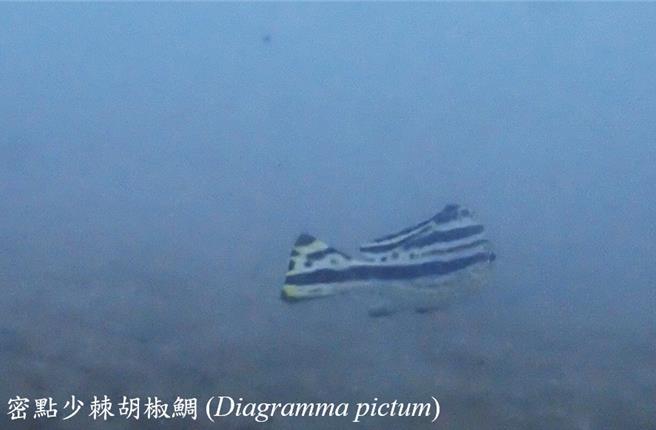 色彩艷丽的密点少棘胡椒鲷。（新北市动保处提供）